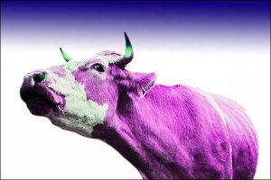 my purple cow